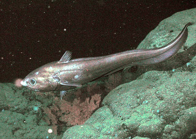 The rattail Coryphaenoides armatus (abyssal grenadier) on the Davidson Seamount at 2253 m depth