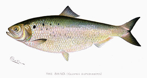 A depiction of a shad fish by Sherman Foote Denton.
