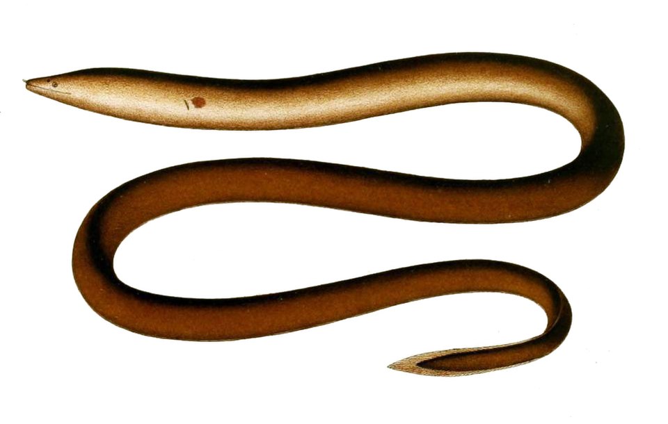 Illustration of a Moringua eel